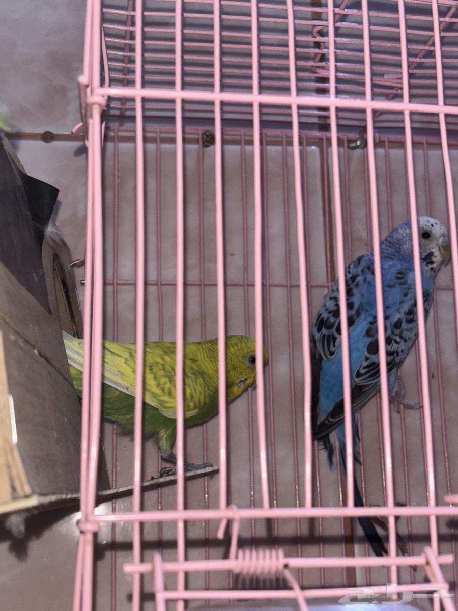 زوج بادجي شامل الملحقات64483729624579111