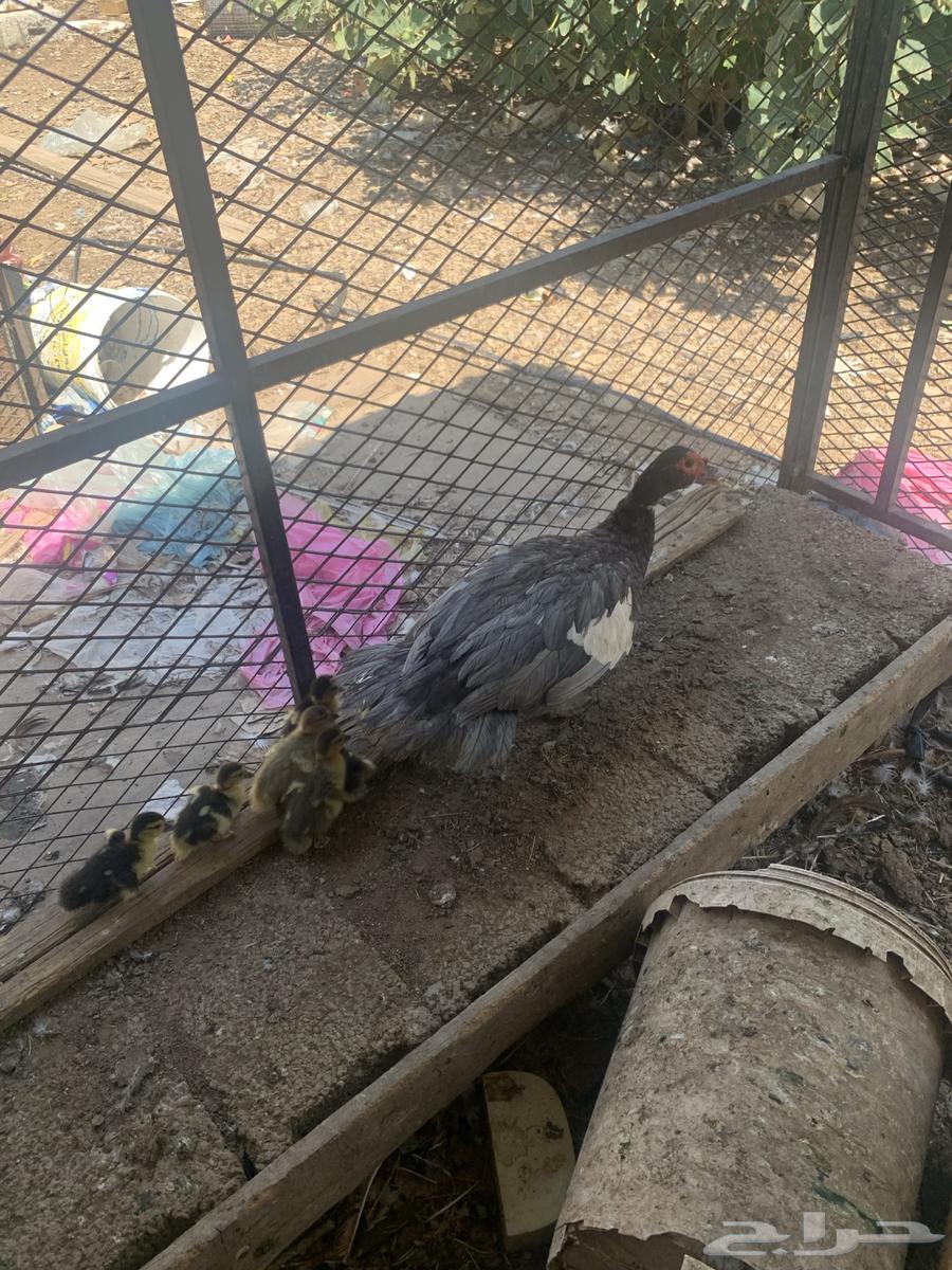 بطة مع فروخها64482227324034114