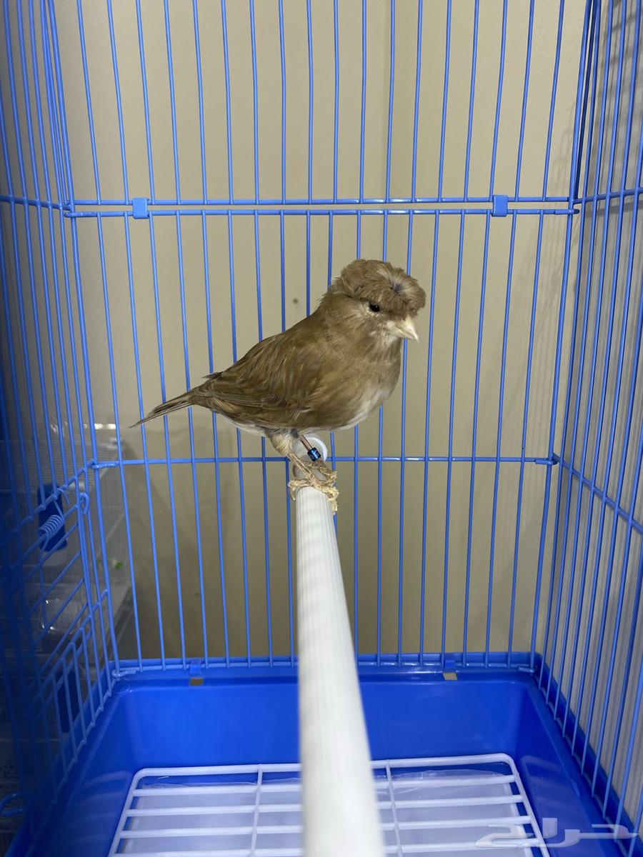 Female Canary Brown Double Crest (Sold)64483625781763111