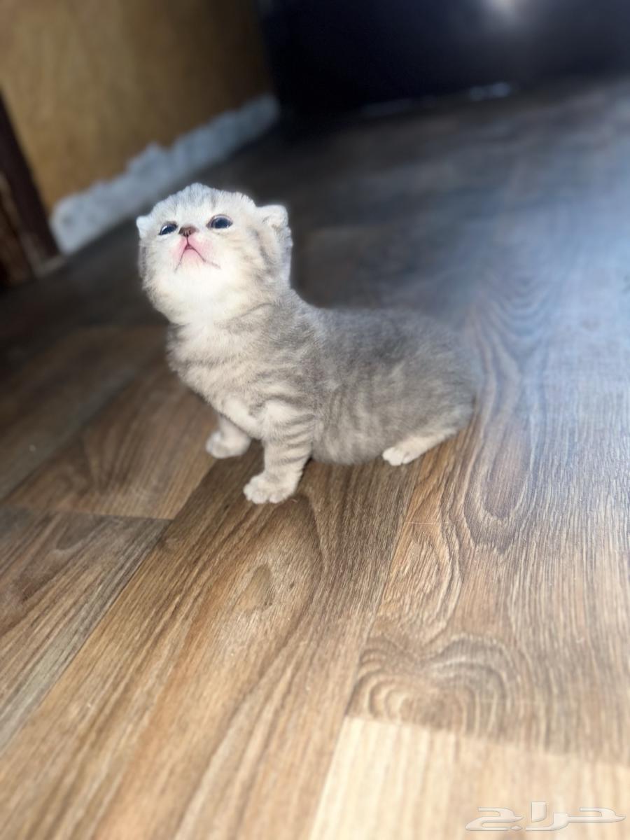 سكوتش فولد انثى للبيع قولد سلفر اللون64479792044801114