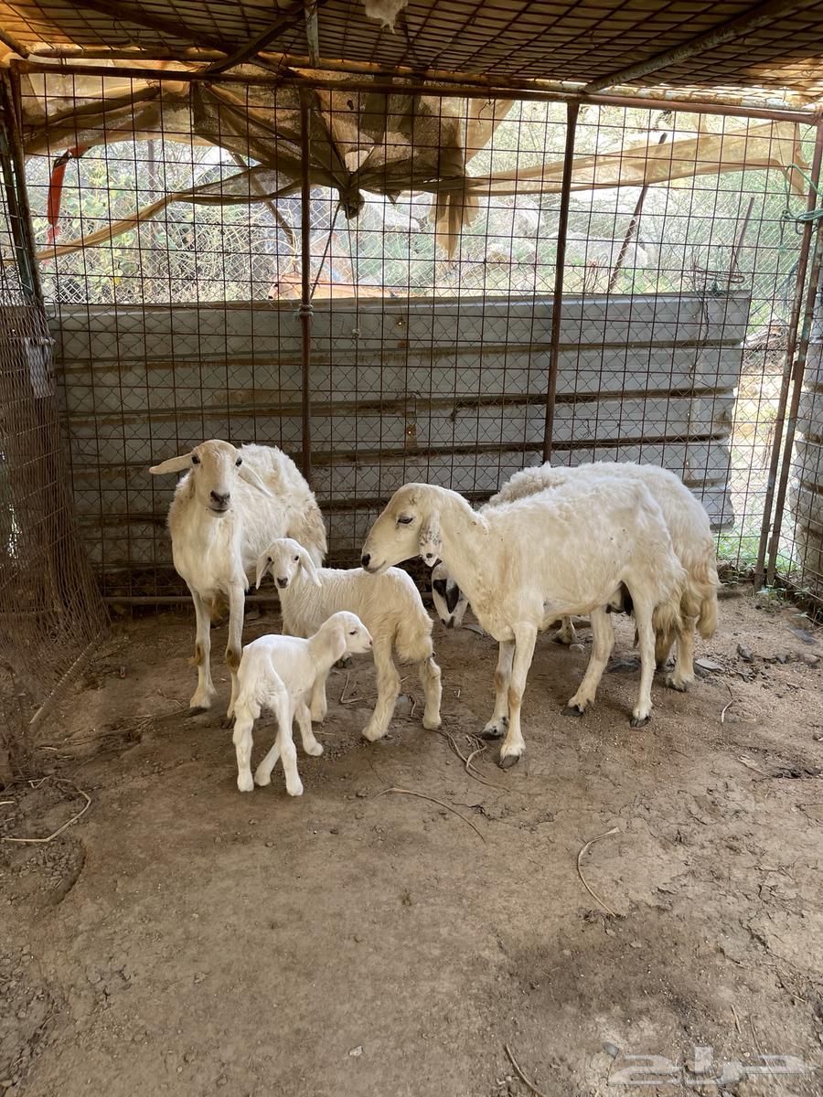 مقاني خلفات حريه للبيع64480085238273111