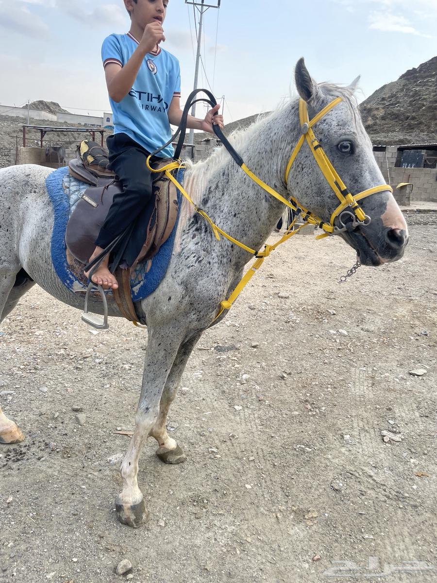 حصان بوني هادي جدا64484731360258112