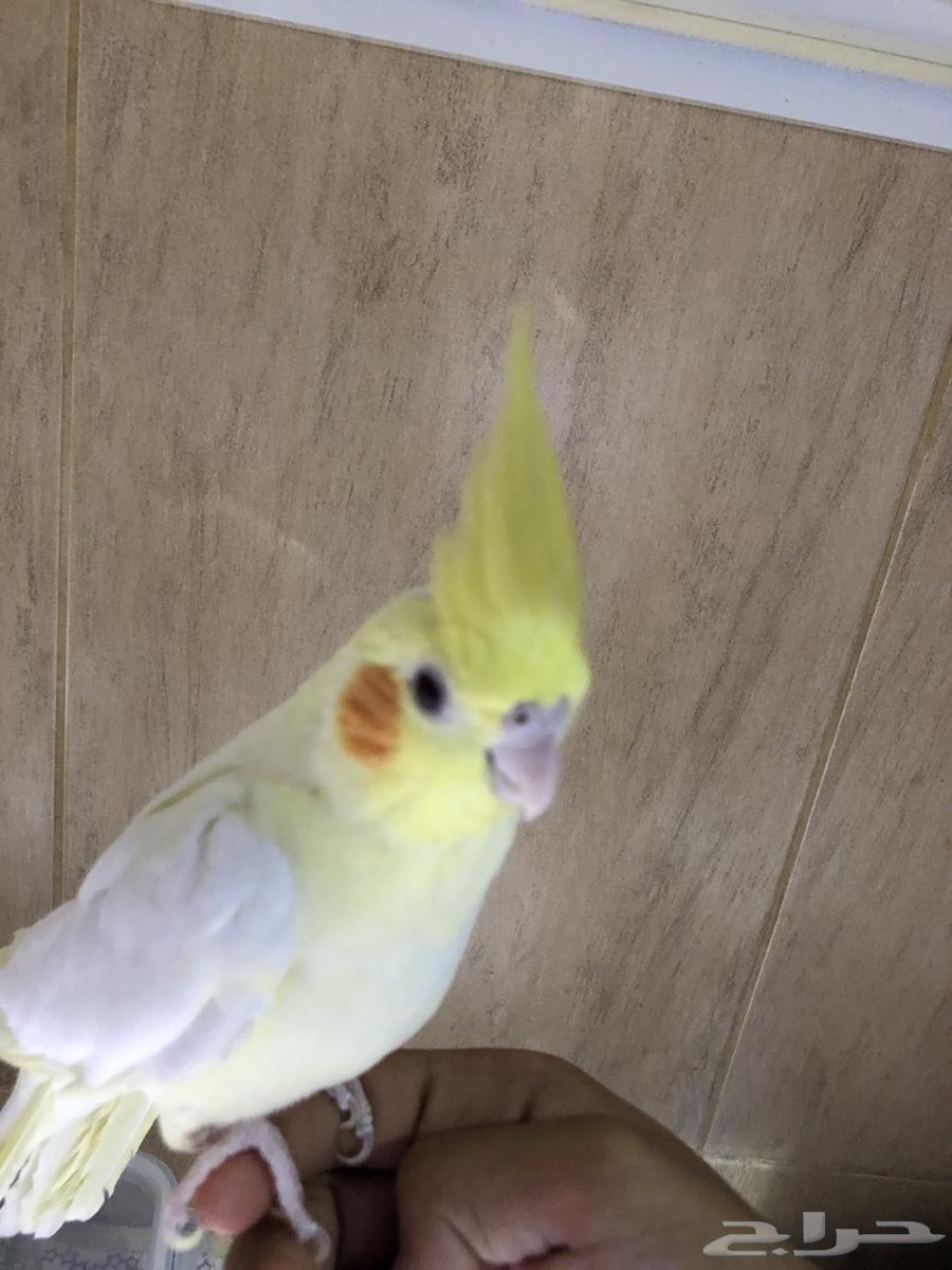 For sale, a very tame crow bird, interested parties should contact Al-Samal.64481403014915112