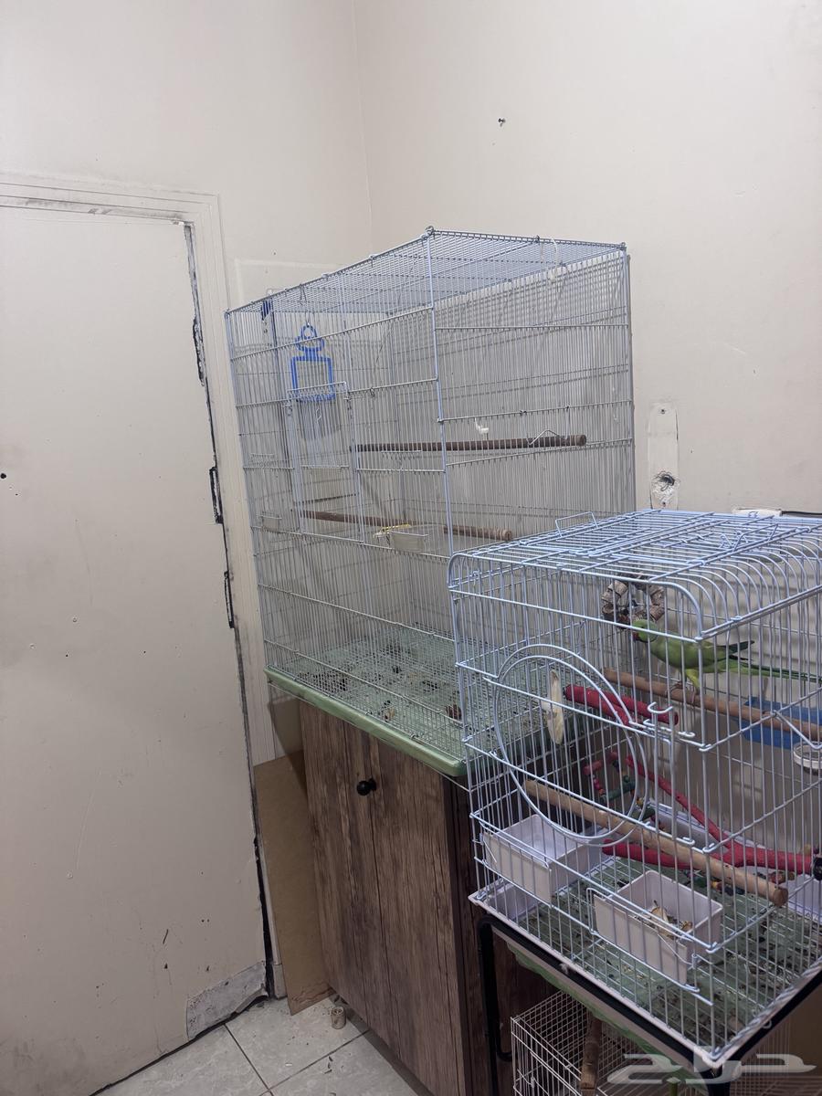 قفص طيور كبير ب 150 ريال البيع اليوم64479328246914112