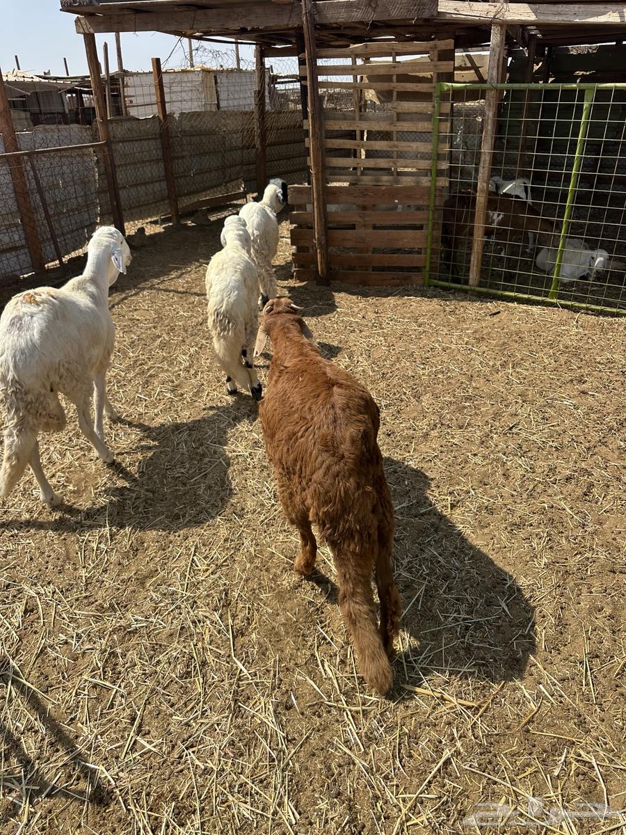 طليان سواكن ثلاجه ومناسبات64480482663043114