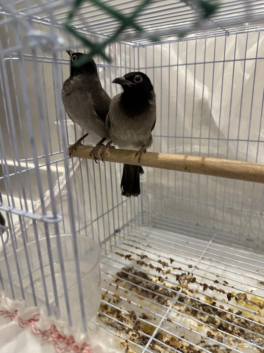 نغاري وليفه64484662142850114