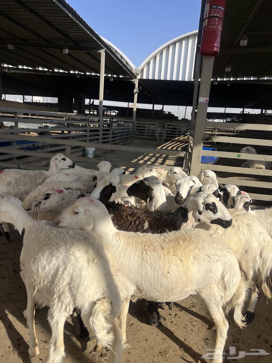 Shiyah Rafid Maqnaoui64447002620291114