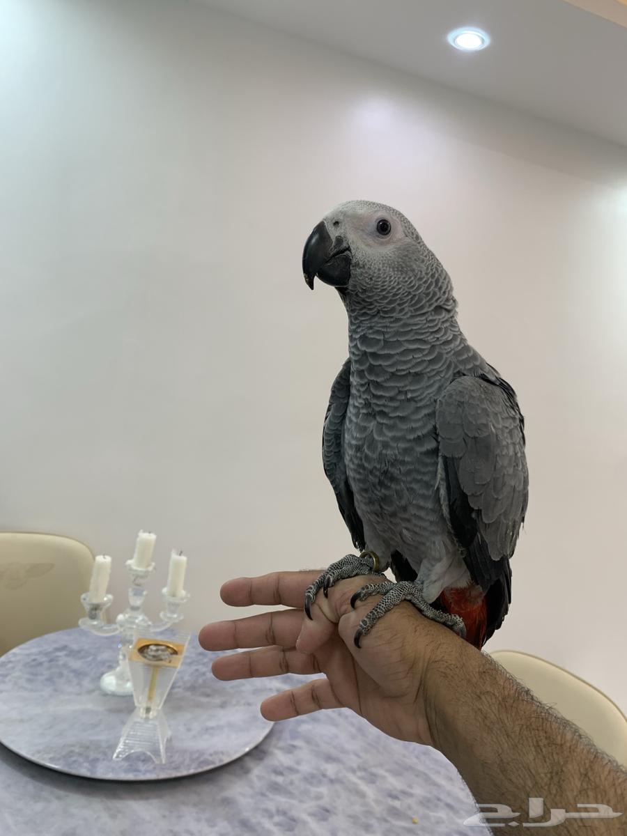 Farakh Kasko64481387144067112