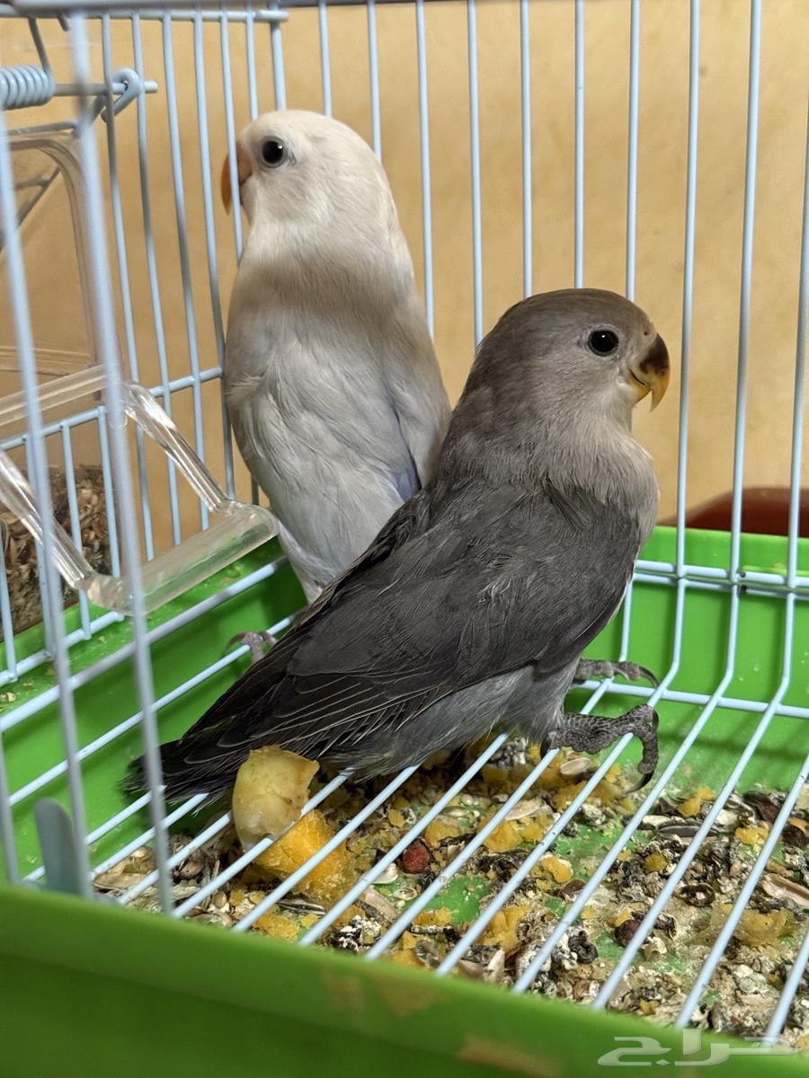 فروخ روز مفطومة64484911455235110