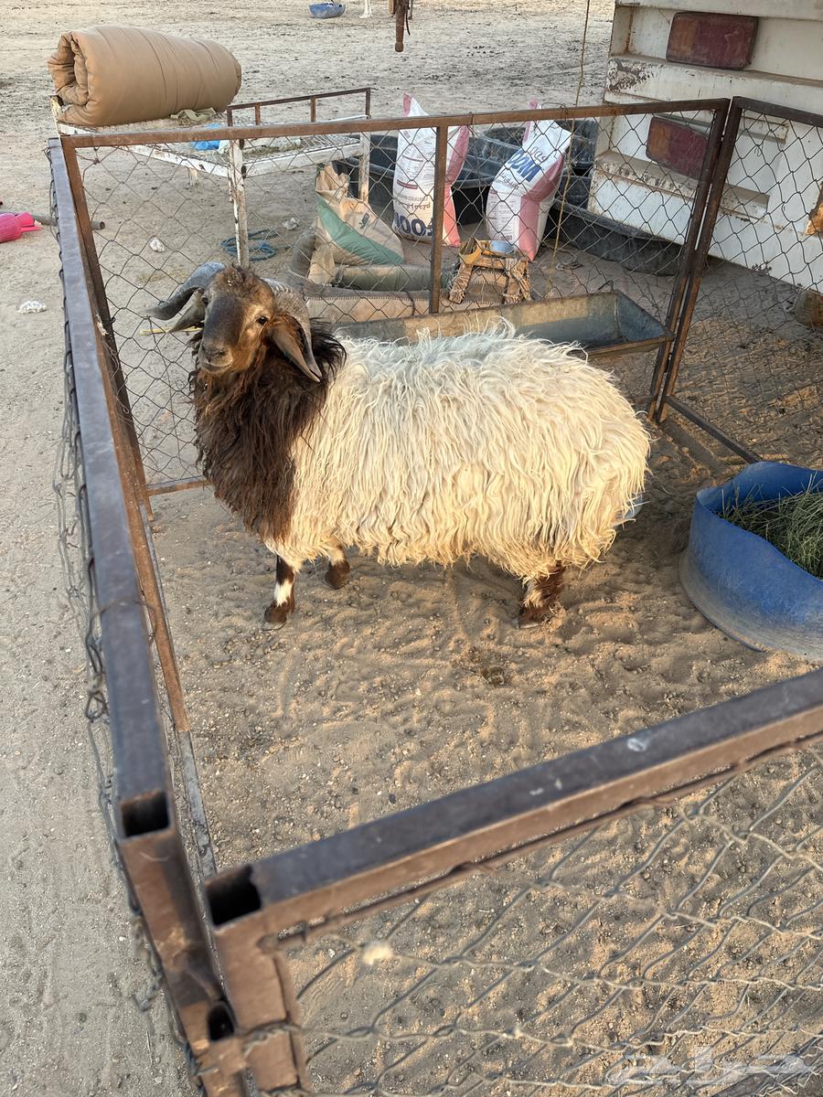 طلي عمره 10 شهور فاخر ظهر وطرف الموقع شمال معرج السوبان64483581120387110