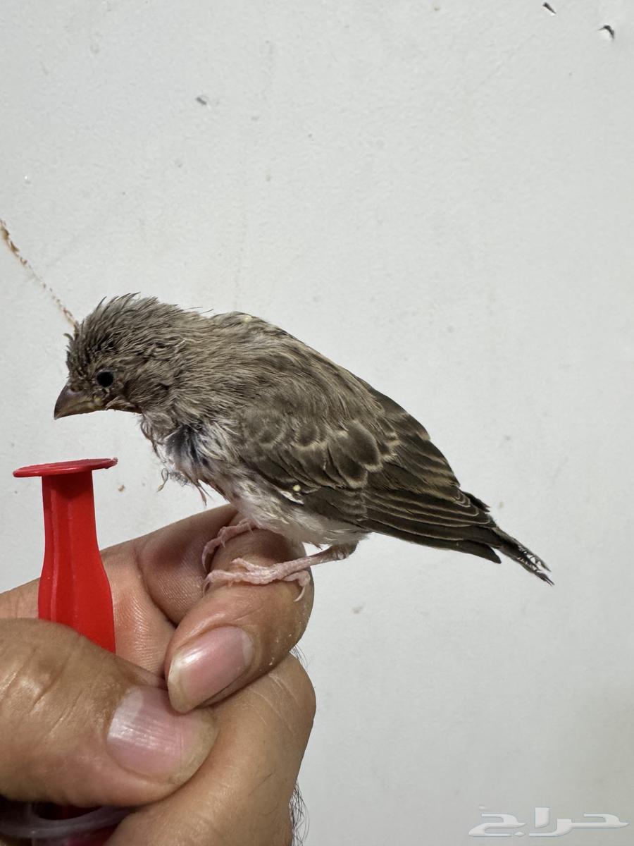 Yasmin Ghur Africai64480482774787110