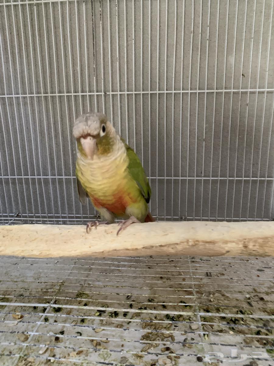 كنيور اليف64480125854849110