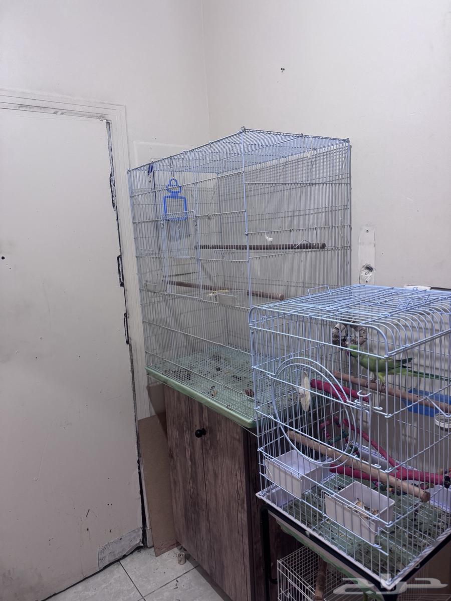 قفص طيور كبير ب 150 ريال البيع اليوم64479328246914111