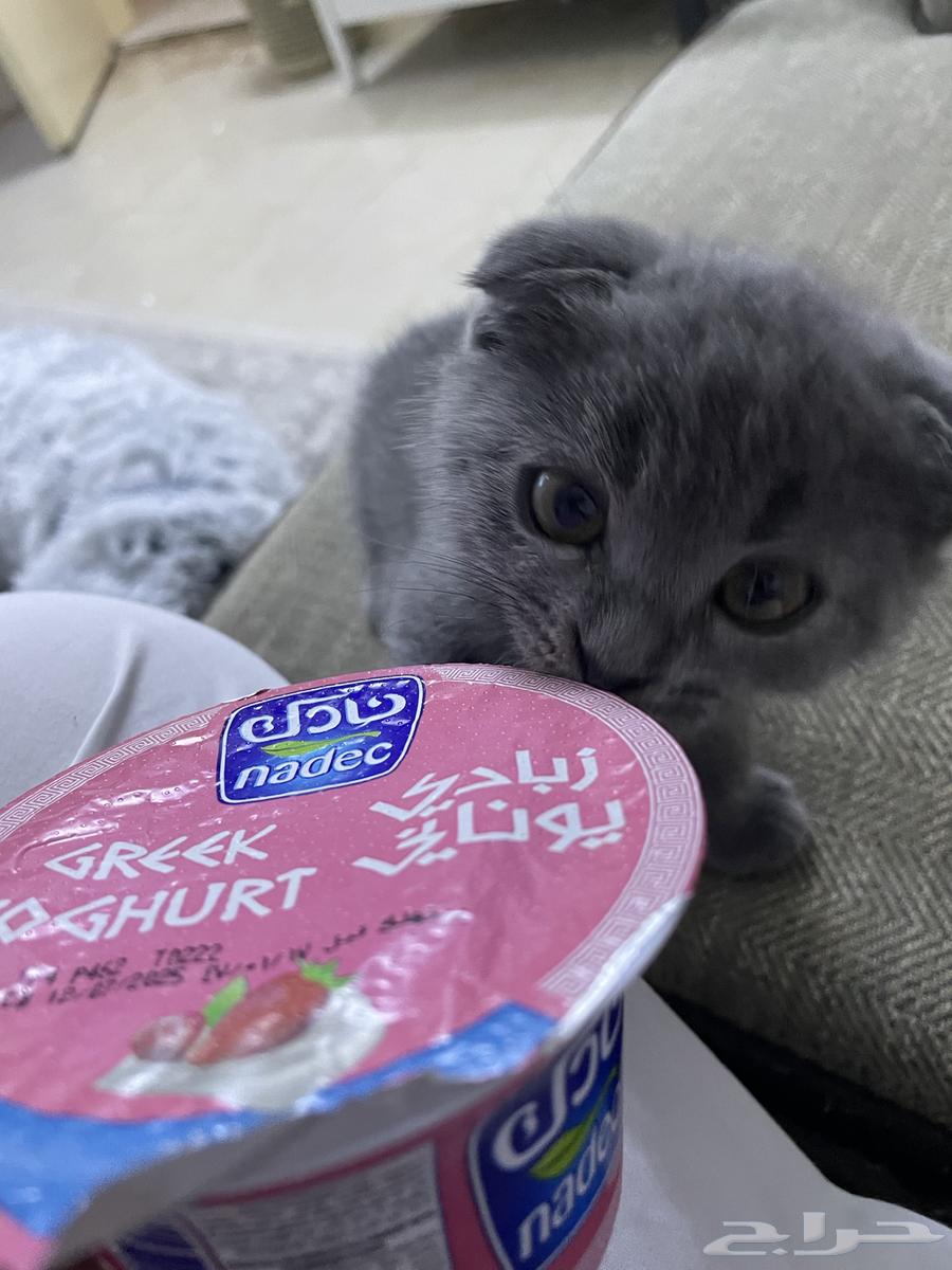 Squash Fold64479745653506111