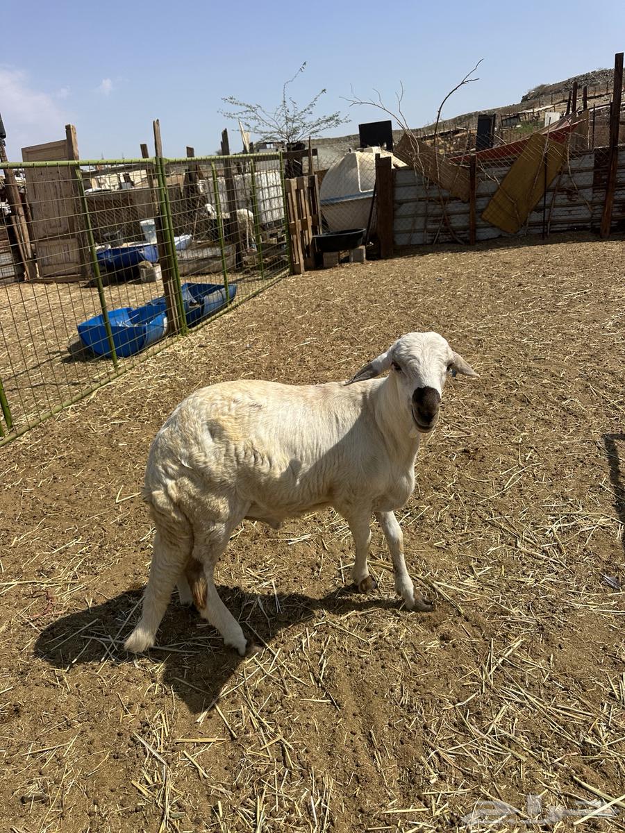 طليان سواكن ثلاجه ومناسبات64480482663043111