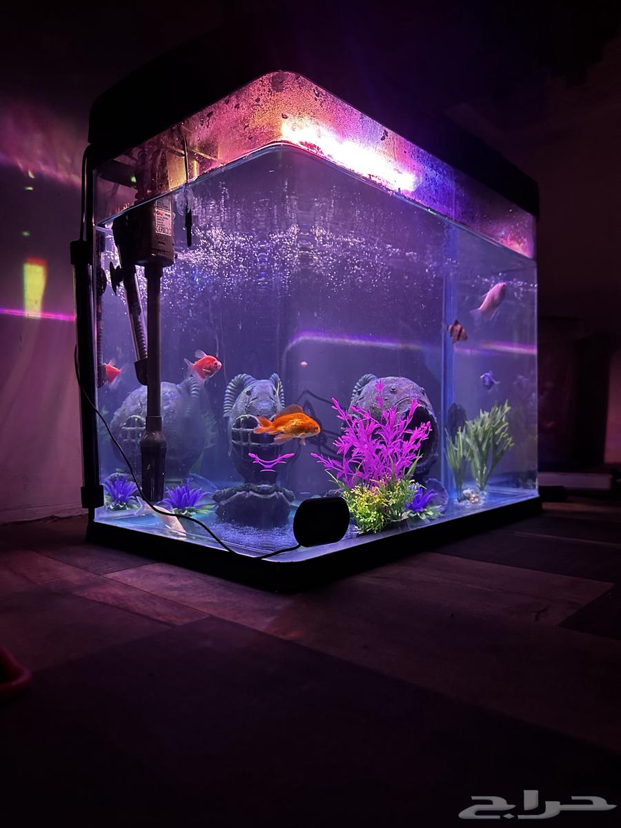 للبيع حوض سمك64485639829634113