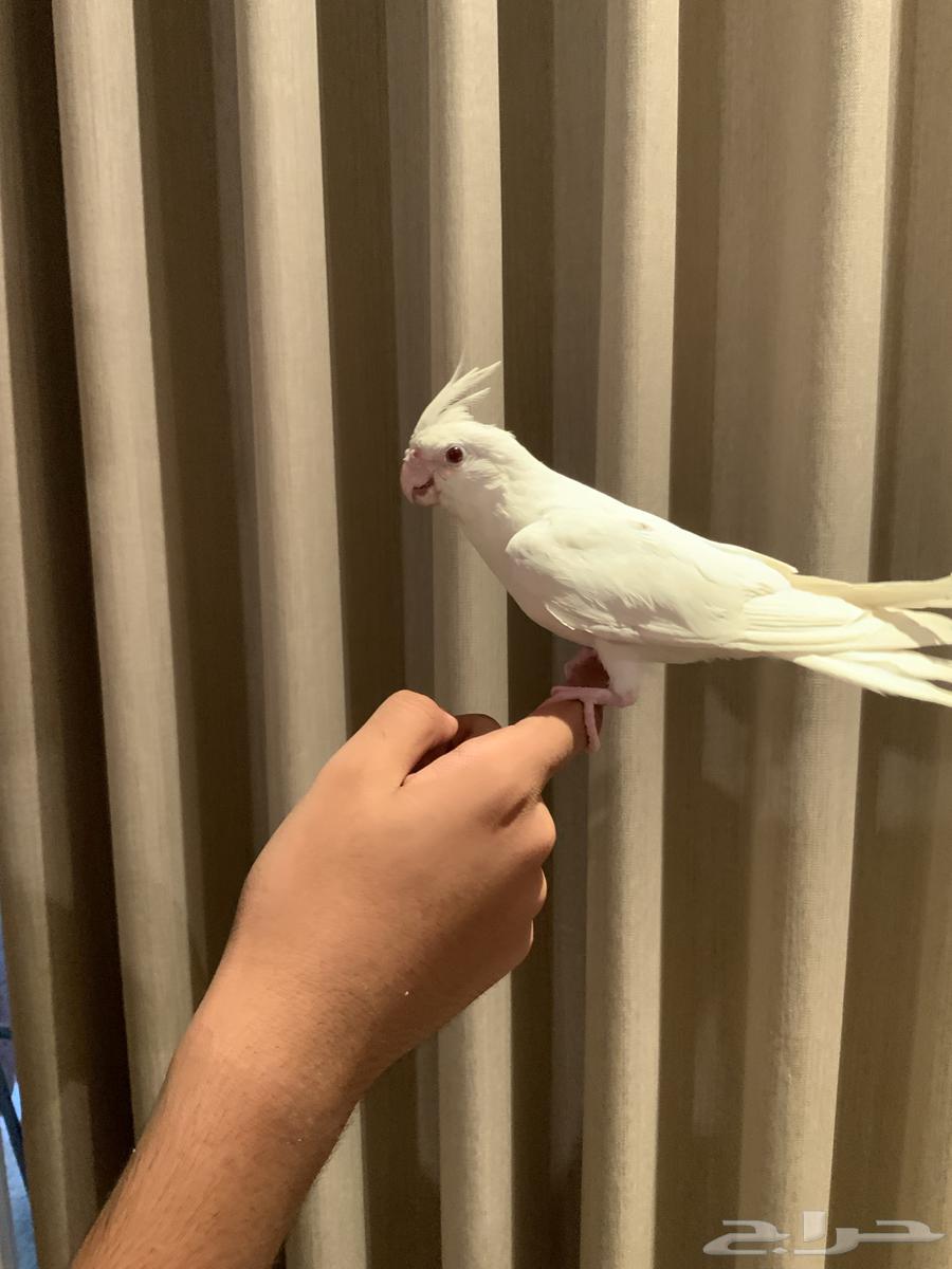 فرخ كوكتيل كروان البينو هولندي64482241172993111