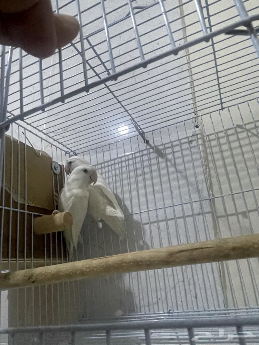 طيور روز البينو64489184392194110