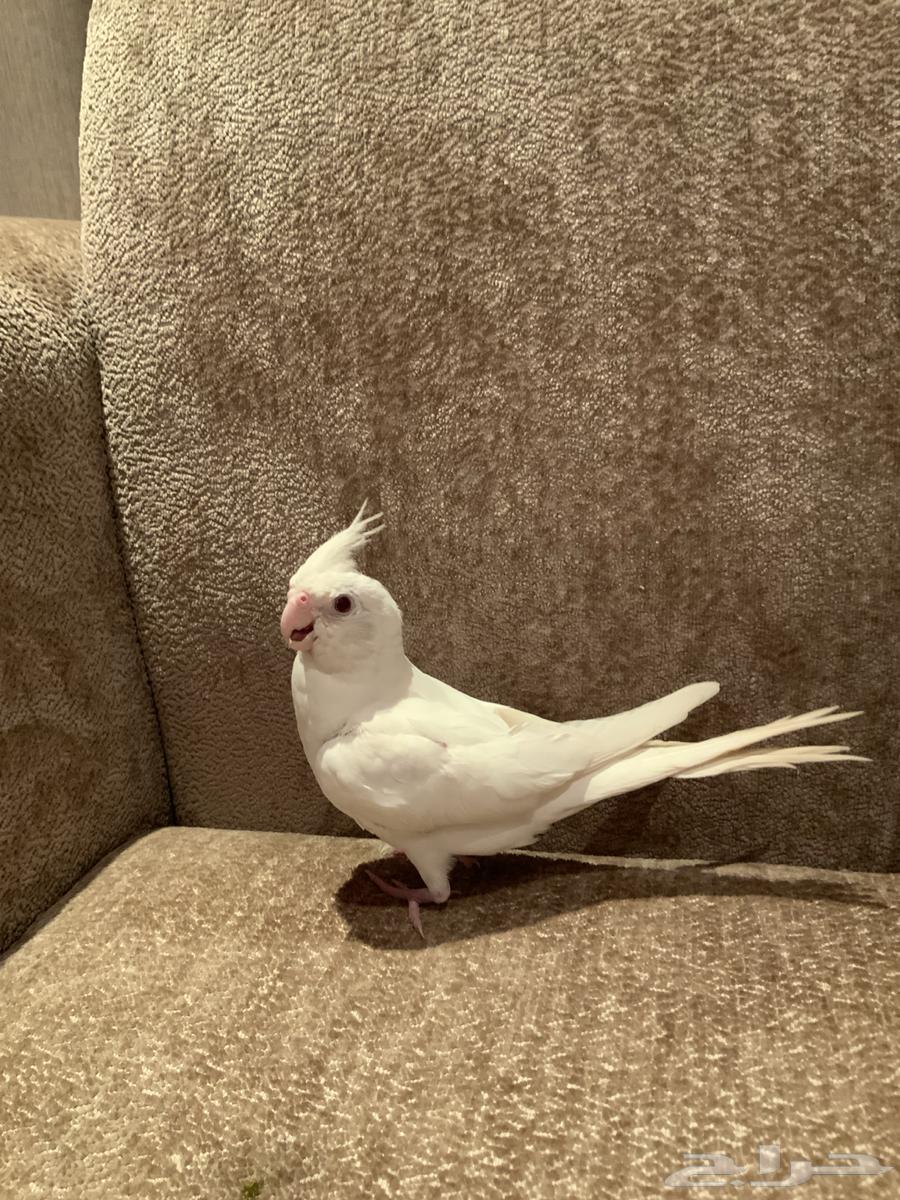 فرخ كوكتيل كروان البينو هولندي64482241172993110