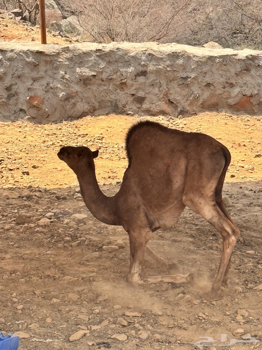 Qaadan 2 for sale, age 5 months64484827659010112