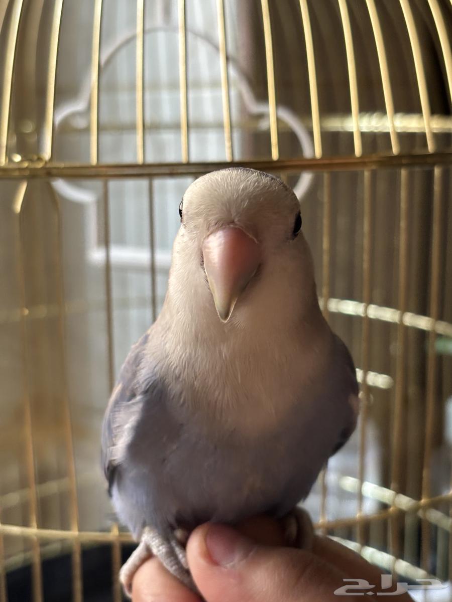 طير روز عمر 4 شهور64482566240897112