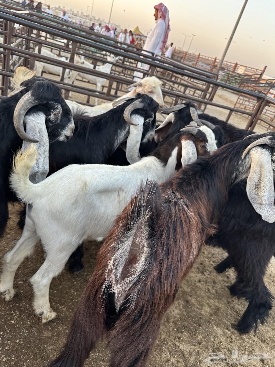 تيوس عوارض جبره64479885042305110