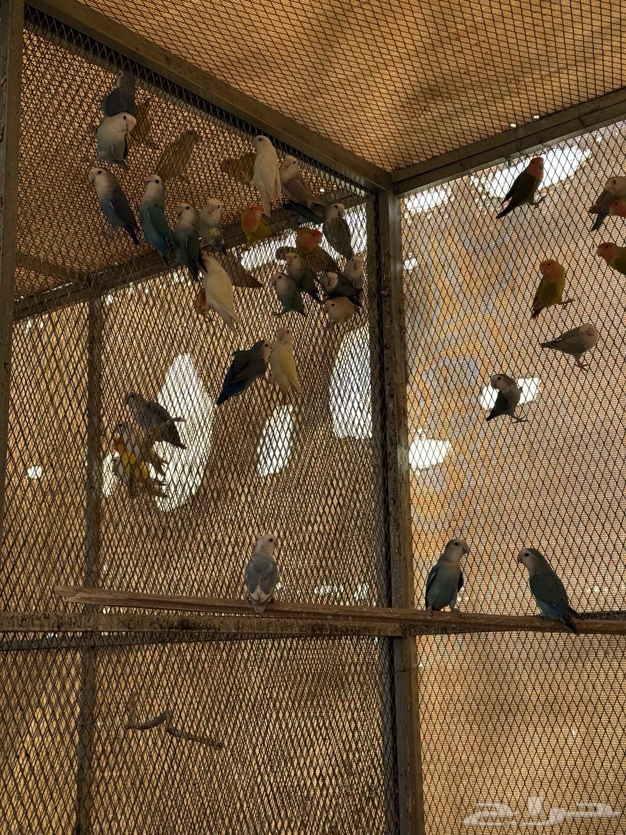 للبيع عشة روز منتجه64485365621378110