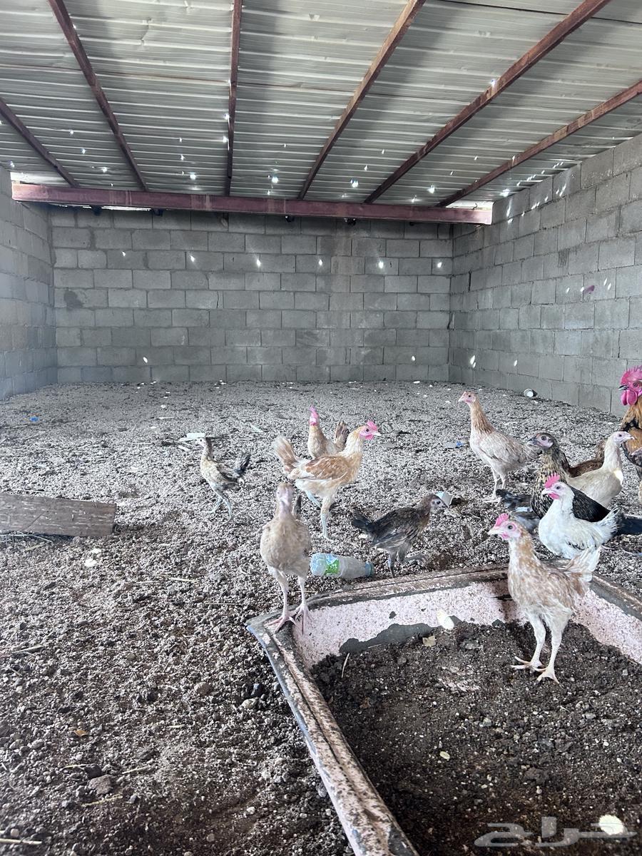 صيصان العمر أربع شهور الموقع الجمش64480400522753114