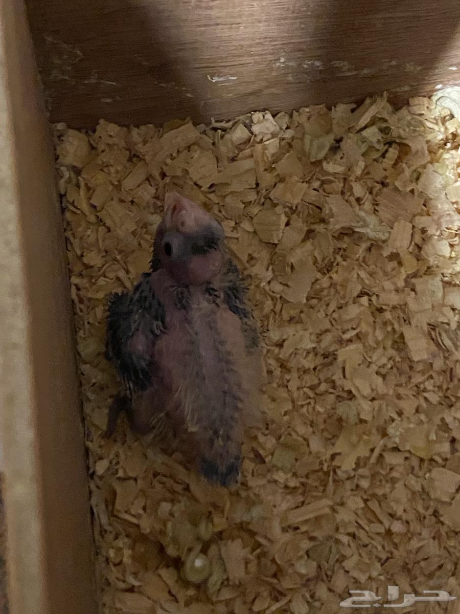 تم البيع الله يبارك له64483487278593113