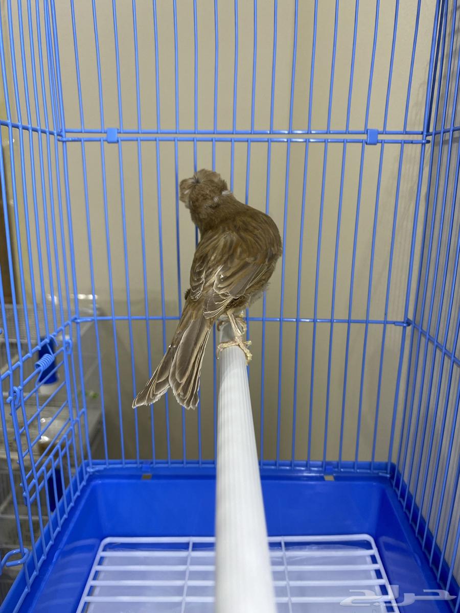 Female Canary Brown Double Crest (Sold)64483625781763114