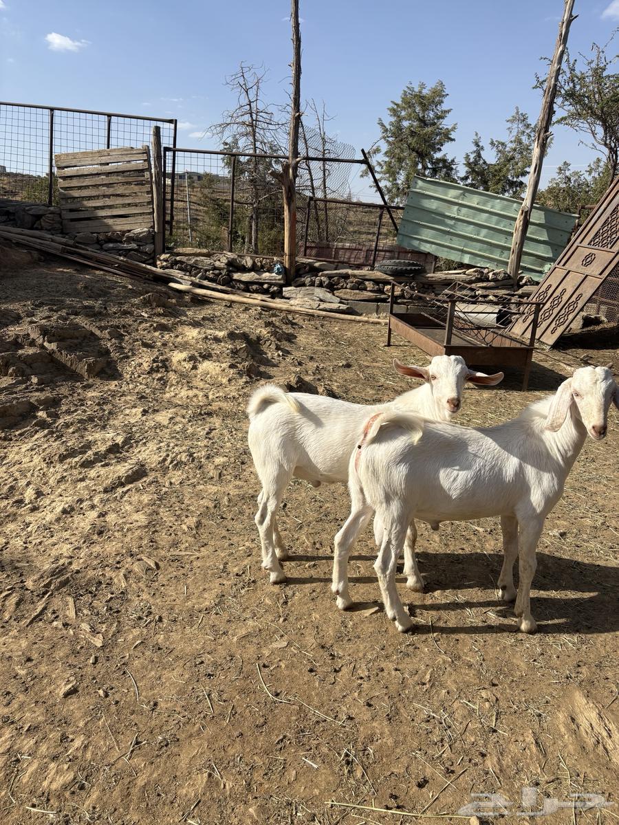 تيوس للبيع64481291328001110