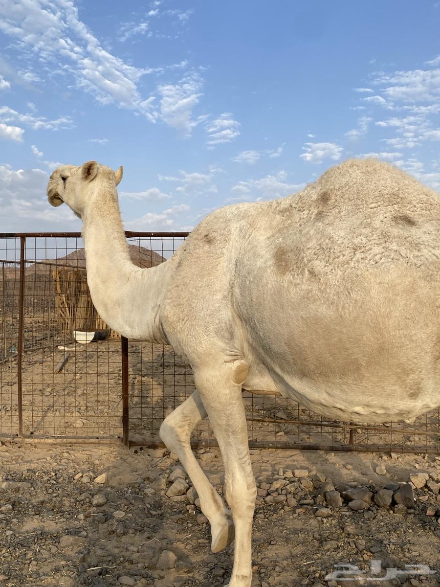 لقحه وضحا كفو ناقة من فروع البل منوت القاني الحد7200تم البيع64482633280259111