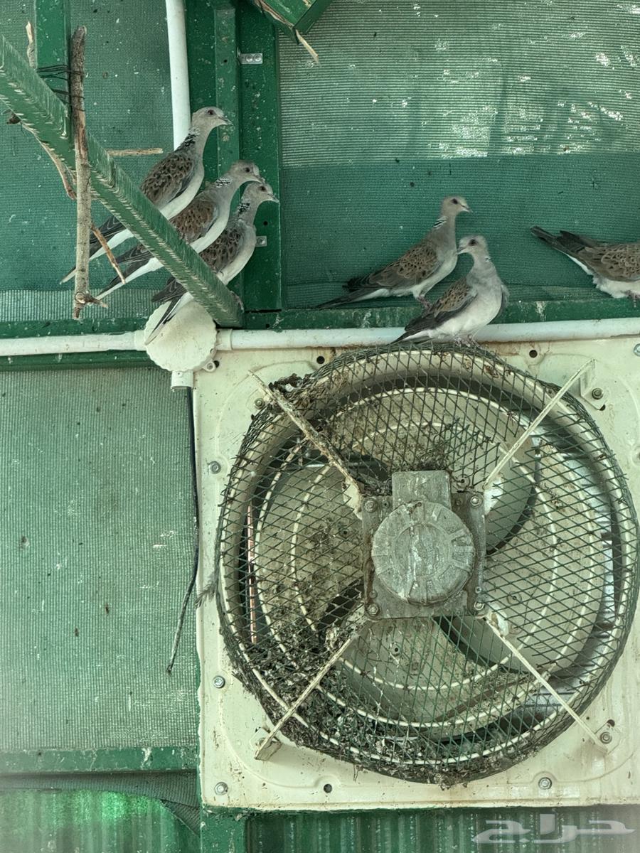 للبيع حمام قميري64482932468866110