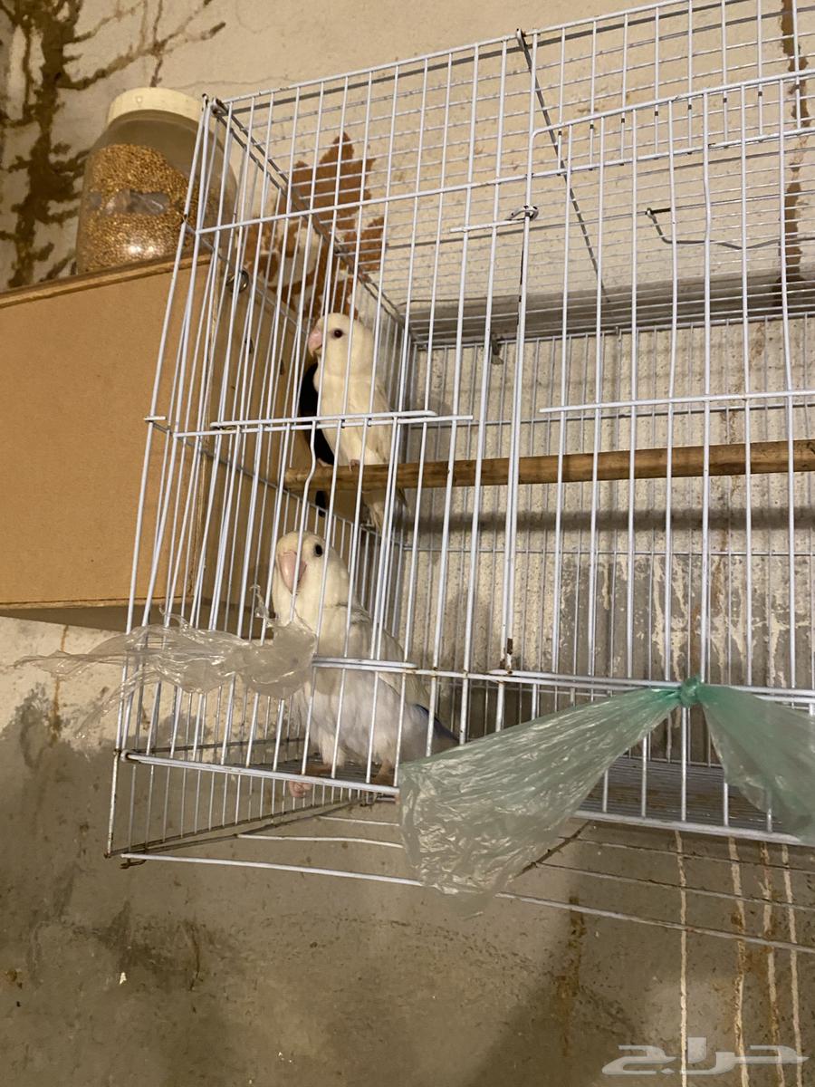 زوج روز و زوج بادجي للبيع البيع سمح64479452302978110