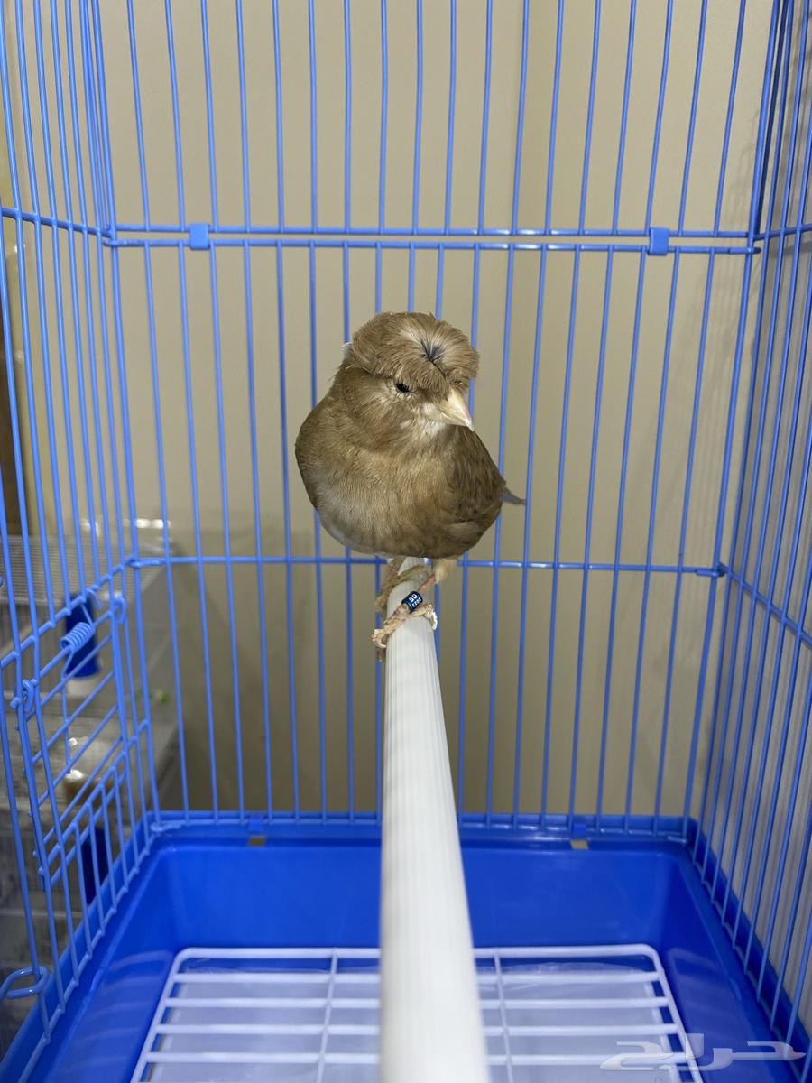 Female Canary Brown Double Crest (Sold)64483625781763110