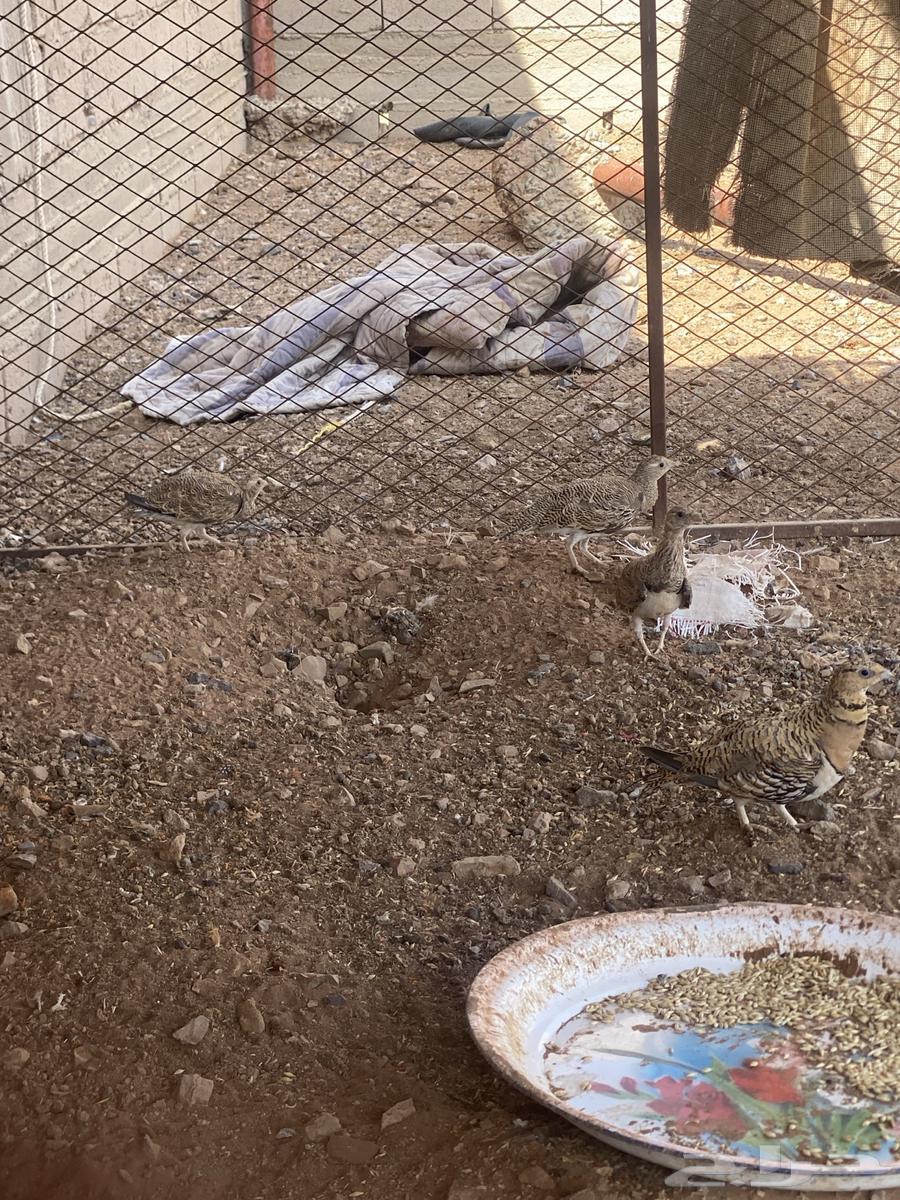 جنوب حايل الروضه64482755262083111