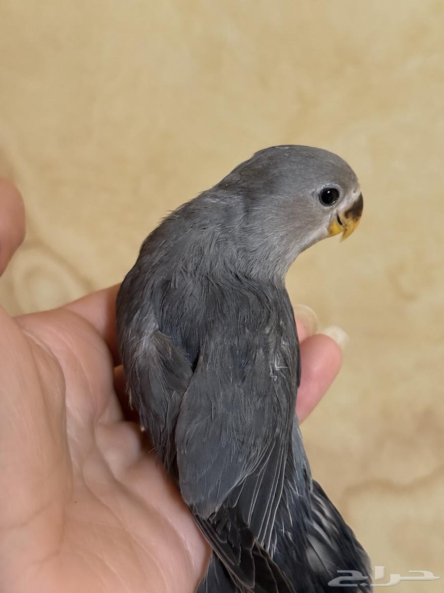 فروخ روز مفطومة64484911455235112