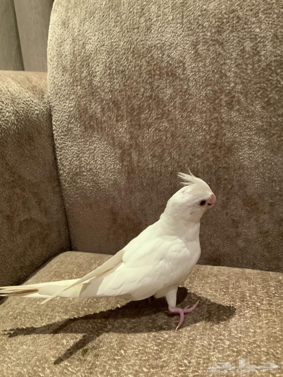 فرخ كوكتيل كروان البينو هولندي64482241172993114