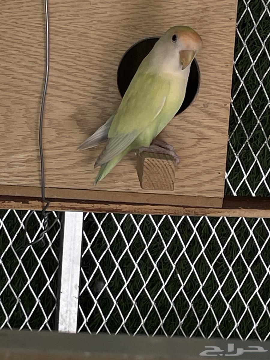 Day Bird64483109811201110