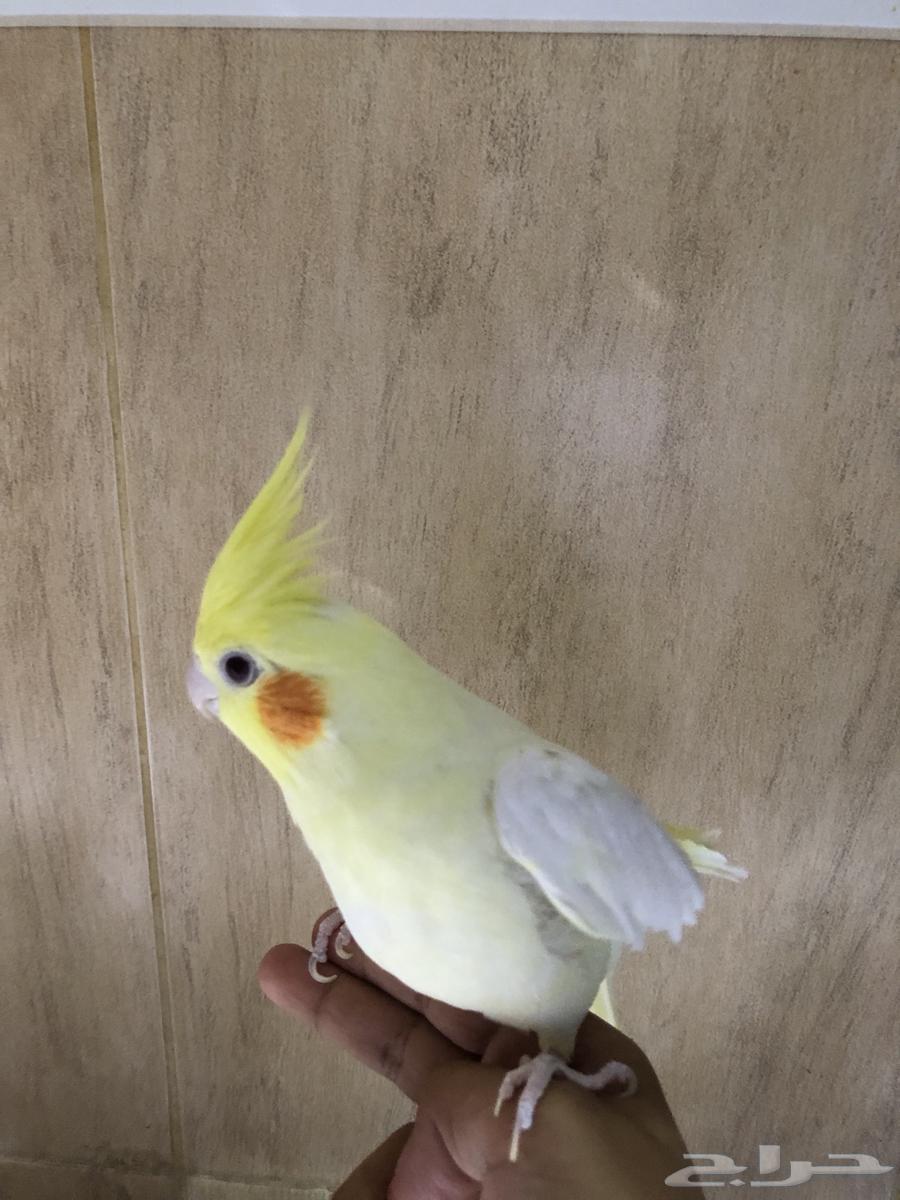 For sale, a very tame crow bird, interested parties should contact Al-Samal.64481403014915110