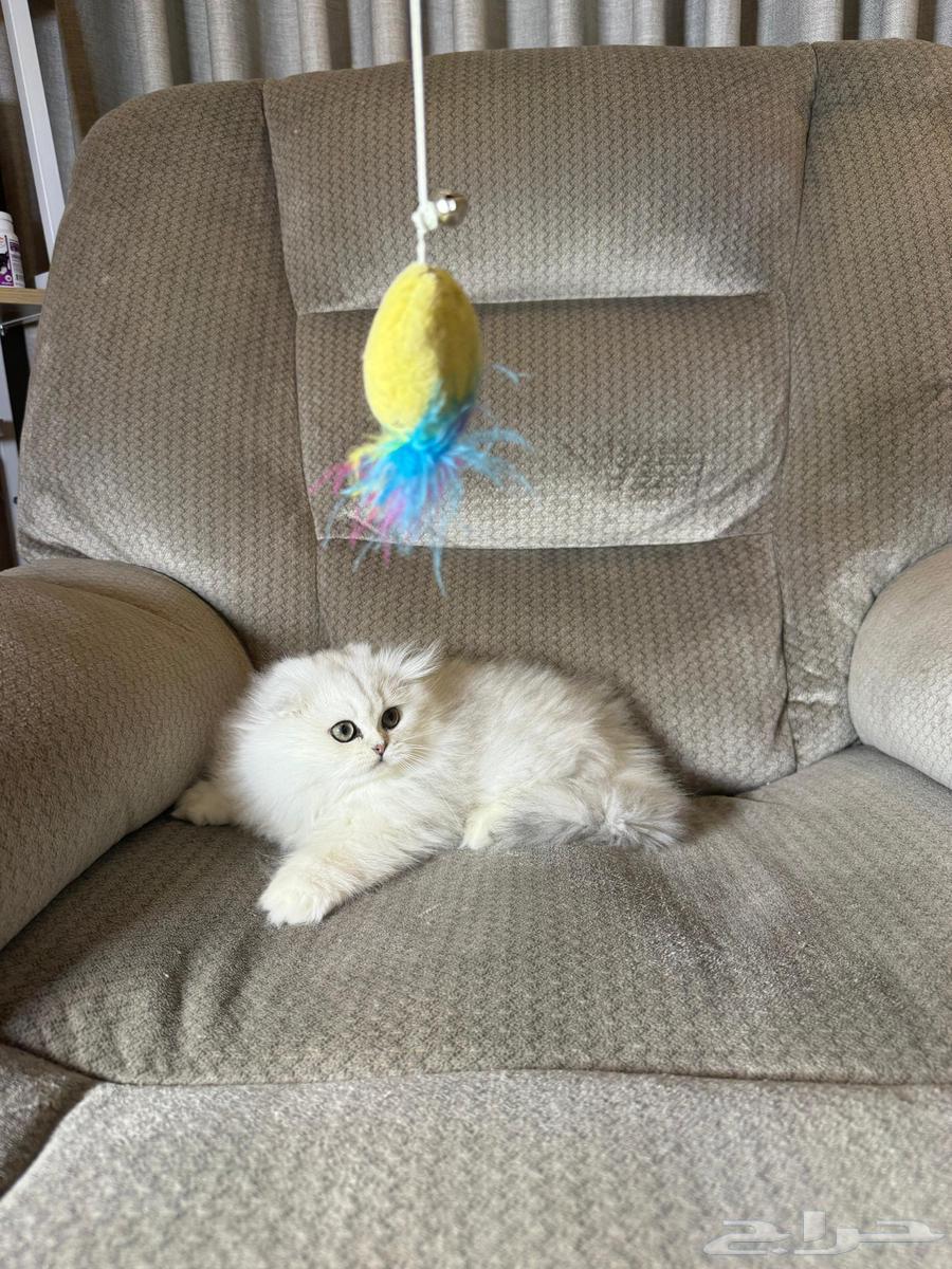 للبيع قطة كيتن سكوتش فولد سيل ر تابي عيون خضراء64479632841987113