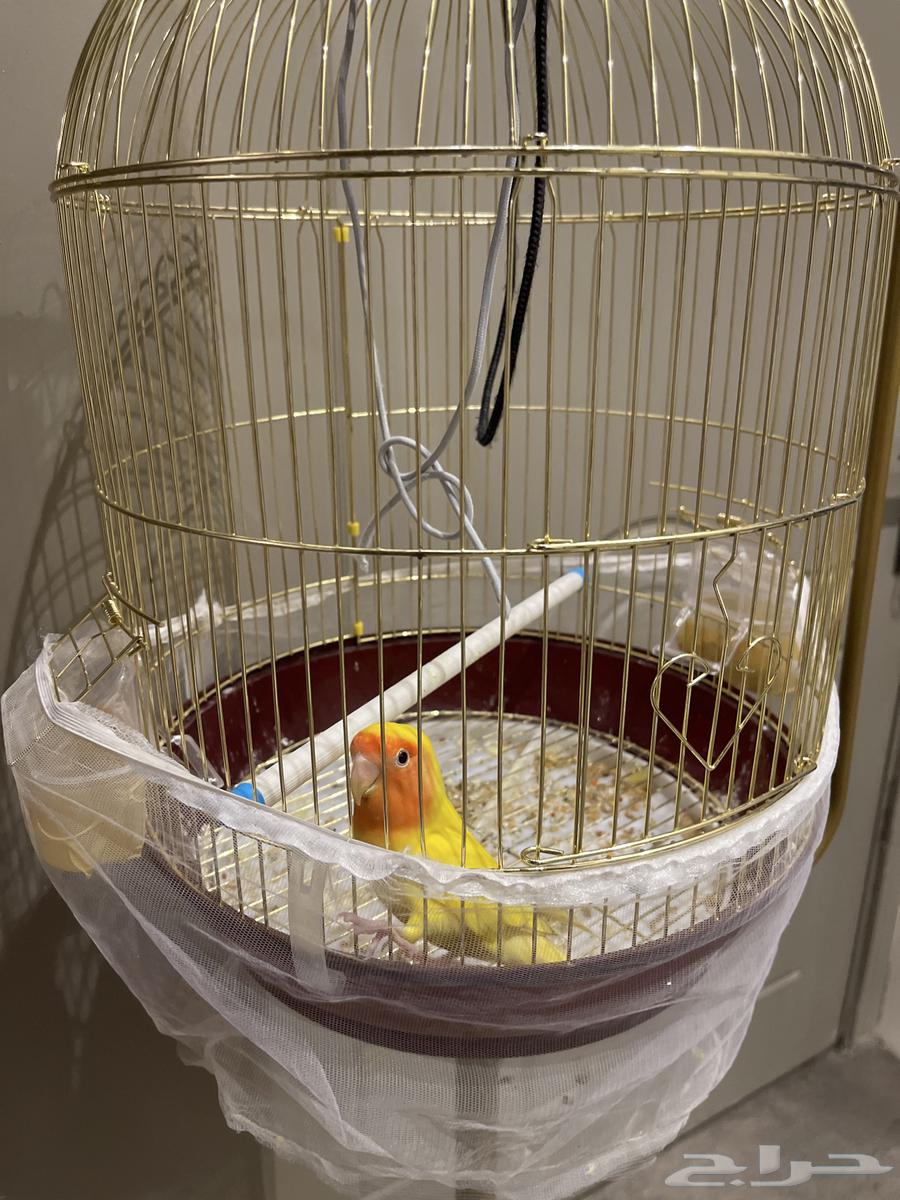 Bird of the day64480758323074111