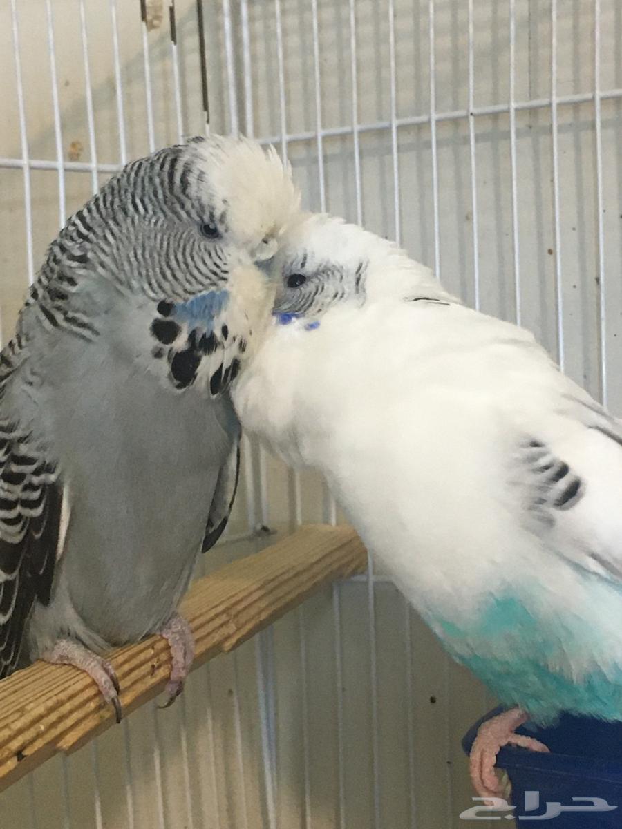 تم البيع64485065050881113