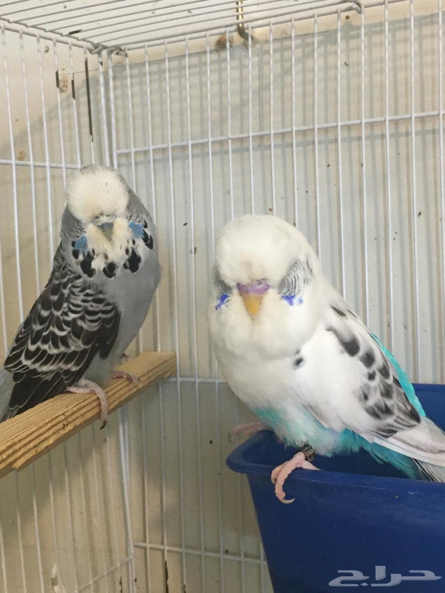 تم البيع64485065050881110