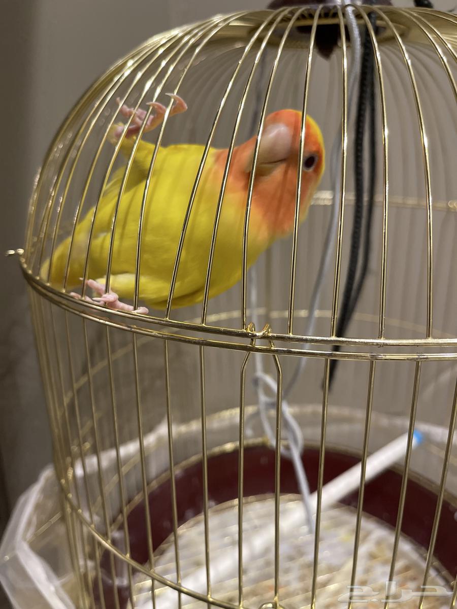 Bird of the day64480758323074110