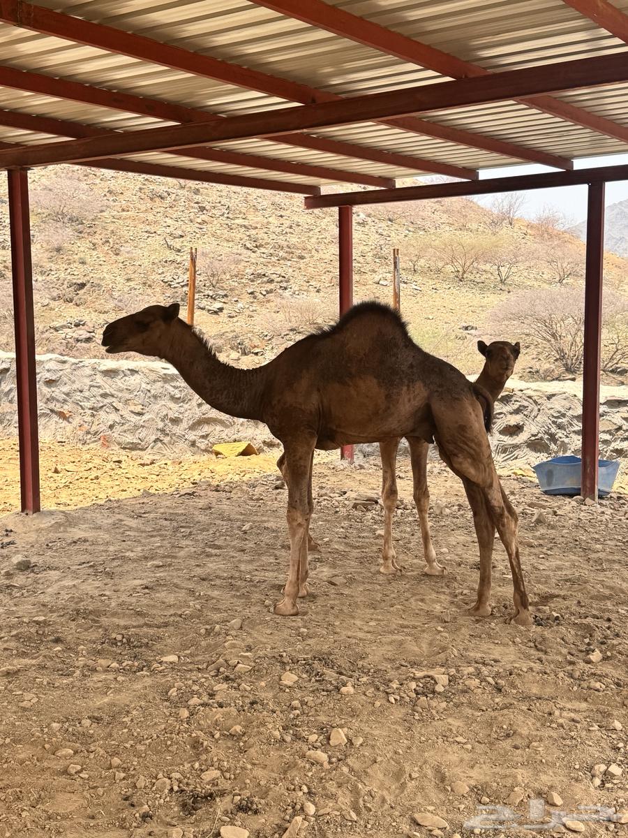 Qaadan 2 for sale, age 5 months64484827659010110