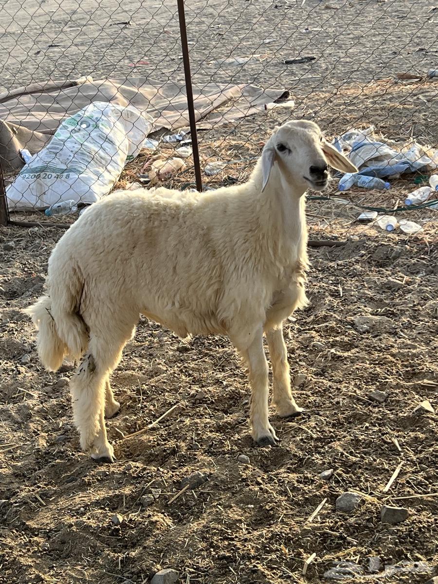 Talai Hary Shahm (Sold)64481182862978111