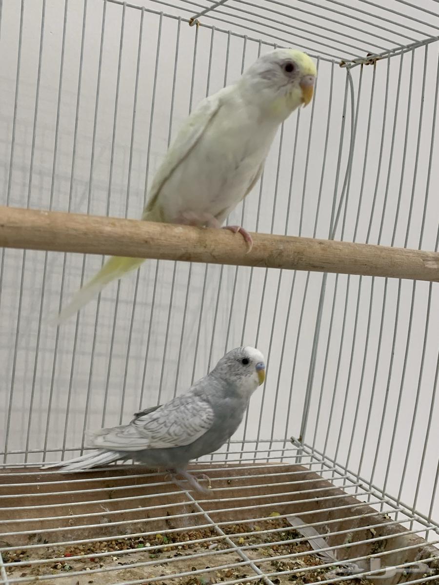 جوز عواشق للبيع64484634712323113