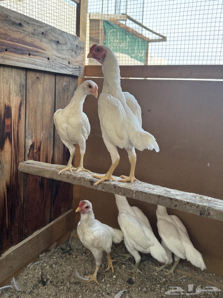 Dwarf Kochamo Chicken (Sold)64482837077635112