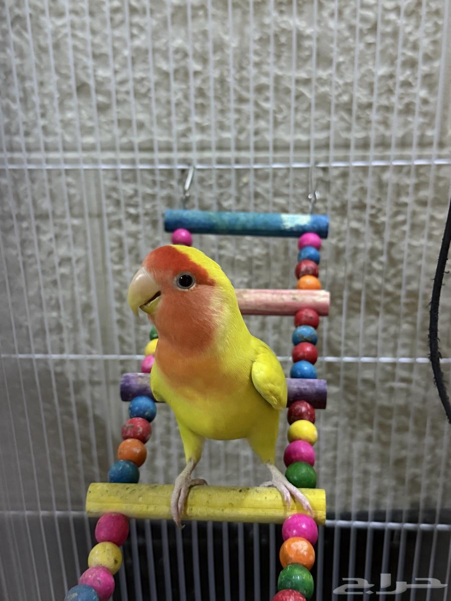 كروان وروز للبيع64482390436865112